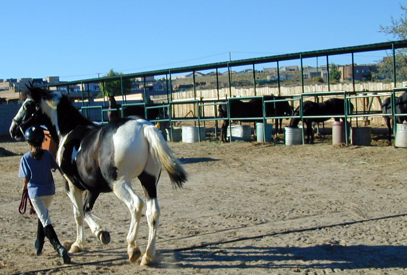 Horse boarding at High C Acres